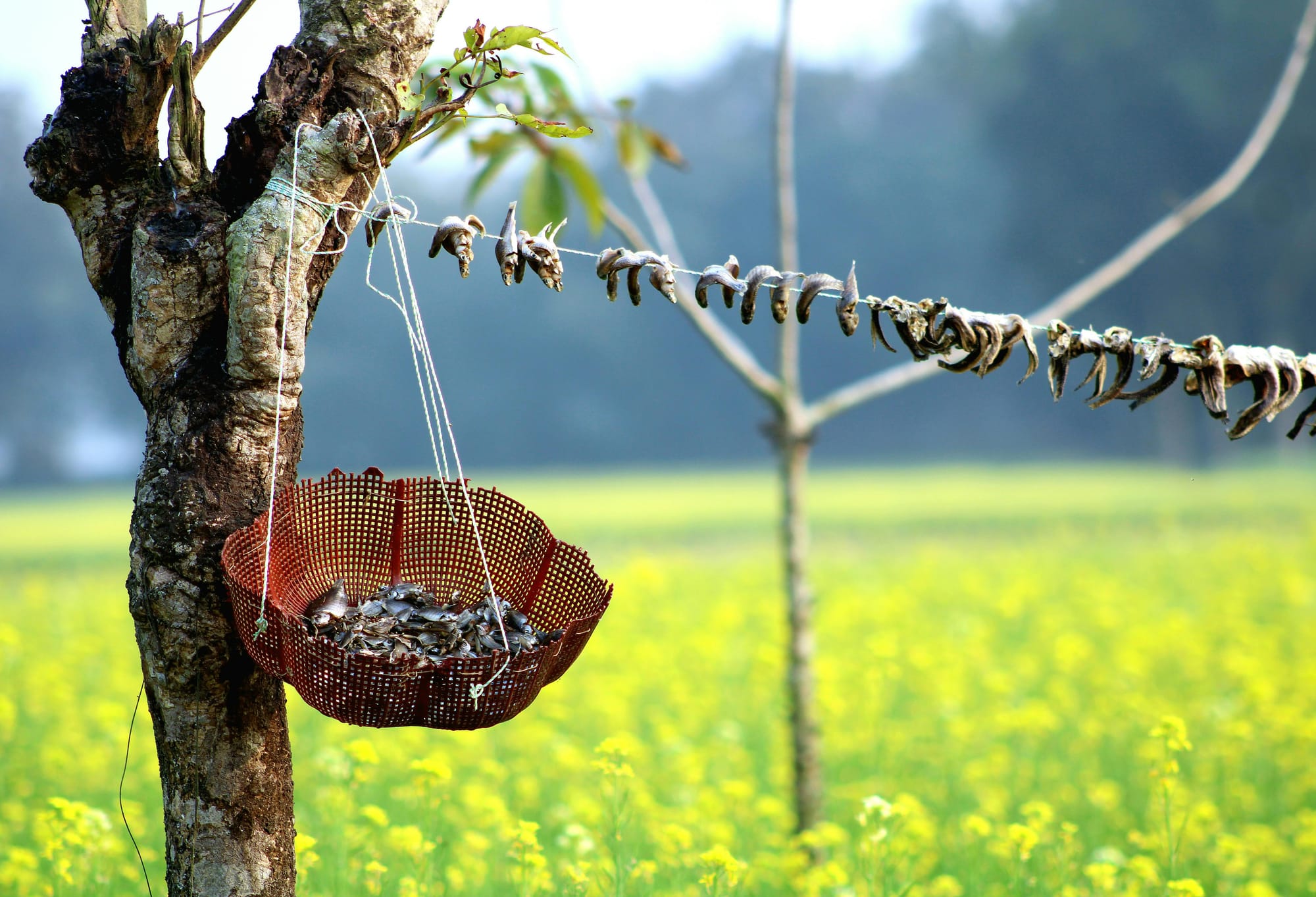 The Complete Guide to Food Preservation Methods