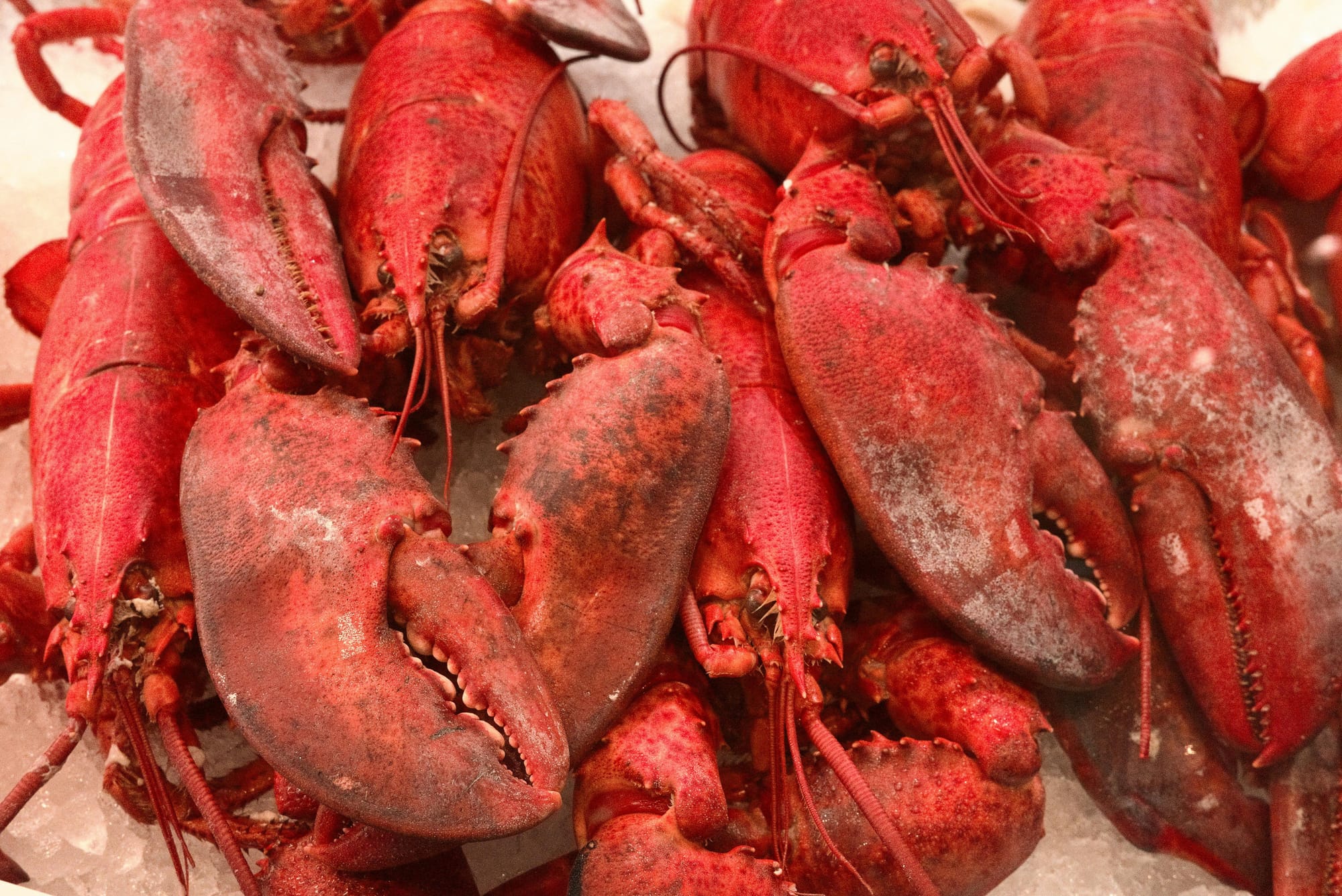 New Study Suggests Lobsters May Feel Pain: A Culinary Wake-Up Call