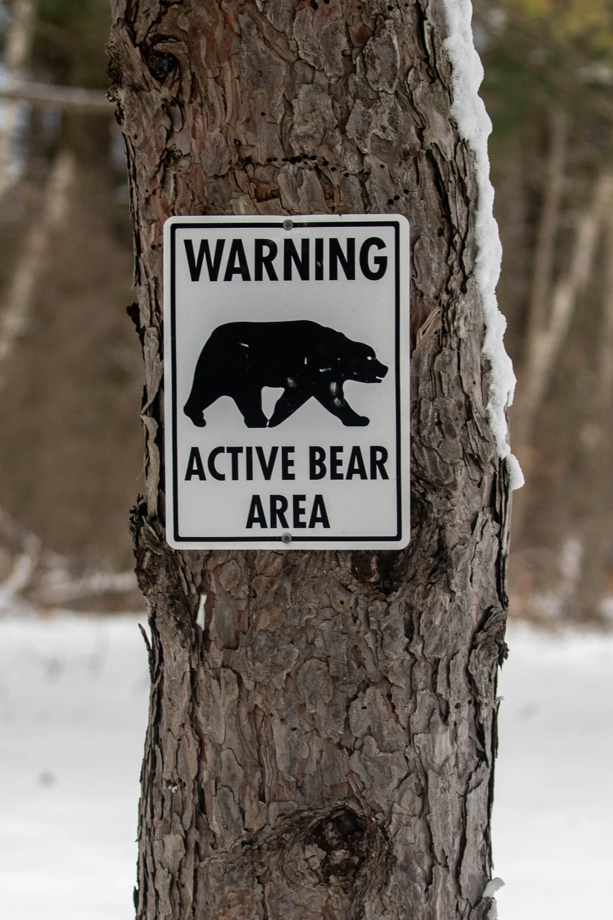 DNR Warns Maryland Black Bears Emerging From Winter Dens In Search Of Food; Here’s How To Prepare